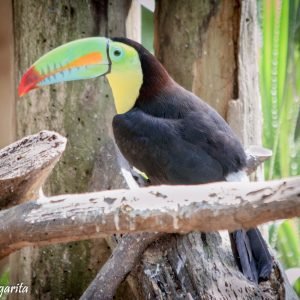 Cartagena Aviario Dic 2016 260 (3)